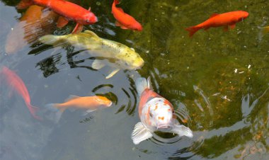 چرا نباید ماهی قرمز را در طبیعت رها کرد؟