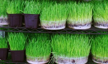 عید هرسال ۱۵ میلیون کیلو گندم معادل بیش از ۳۰ میلیون قرص نان از بین می‌رود