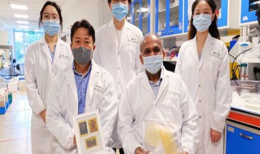 ساخت کاغذ چند بار مصرف از گرده گل آفتابگردان!