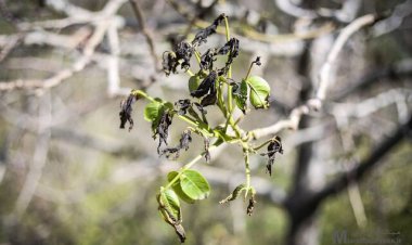 خسارت سنگین سرما به باغ‌های نی‌ریز