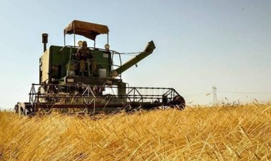 اعلام زمان آغاز خرید گندم و کلزا در خوزستان