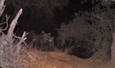 روایت محیط زیست از خوردن مرغ های روستائیان توسط یک خرس در مرودشت