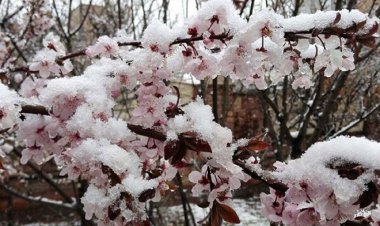 خسارت 9 میلیاردی سرمازدگی به کشاورزی فارس