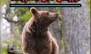 ببینید|تعقیب و گریز خرس قهوه‌ای توسط مردم در مرودشت