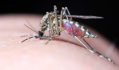 استفاده از فناوری تلفن هوشمند برای تشخیص تب دنگی