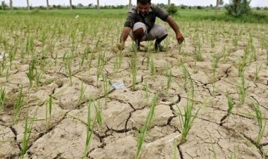 کشت برنج در خوزستان ممنوع است