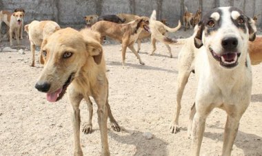 شهرداری اهواز: سگ‌ها با کامیون از شهرهای دیگر می‌آیند!