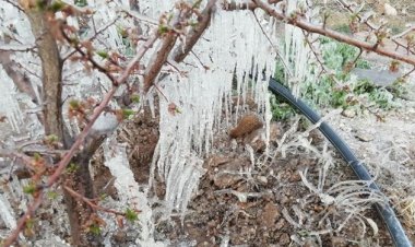 خسارت ۱۱ هزار میلیارد ریالی سرمازدگی به کشاورزی شیراز