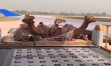 ببینید | بارگیری عجیب شتر در هواپیما