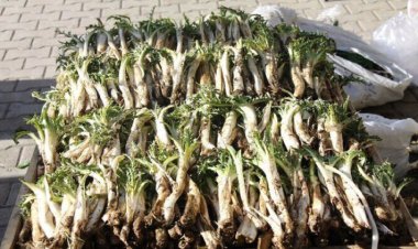 این عکس  در کهگیلویه و بویراحمد پیگرد قضایی دارد