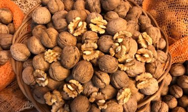 ضبط۱۶ تن گردوی قاچاق در شیراز!