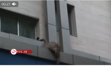 ببینید | جولان پلنگ  در شهر