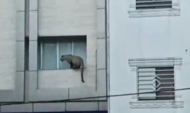 بیینید | تیر بیهوشی رسید؛ پلنگ سرگردان مازندران زمینگیر شد