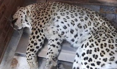 پلنگ سرگردان قائمشهر تلف شد!