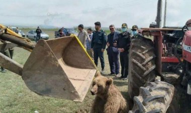 پس از پلنگ قائمشهر یک قلاده خرس هم در اردبیل تلف شد!