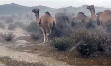 ببینید| تصاویر آخرالزمانی از طوفان و سیل در کویرهای عربستان