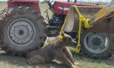 صدور حکم بازداشت عاملان تلف شدن خرس قهوه ای