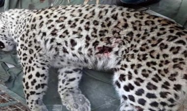 قاتل پلنگ مشخص شد