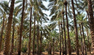 اختصاص۹۰ میلیارد تومان از اعتبارات سفر رئیس جمهور برای آبادانی تنگستان