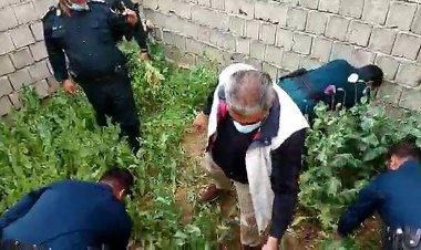 مزرعه خشخاش در اکبرآباد یاسوج امحا شد