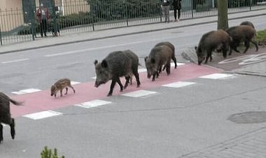 ببینید | رژه  گرازها در هرمزگان!