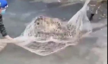 زنده گیری پلنگ با کمترین امکانات!