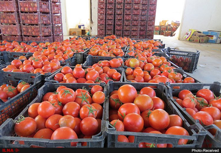 گوجه فرنگی لب مرز کیلویی ۱۷ هزار تومان