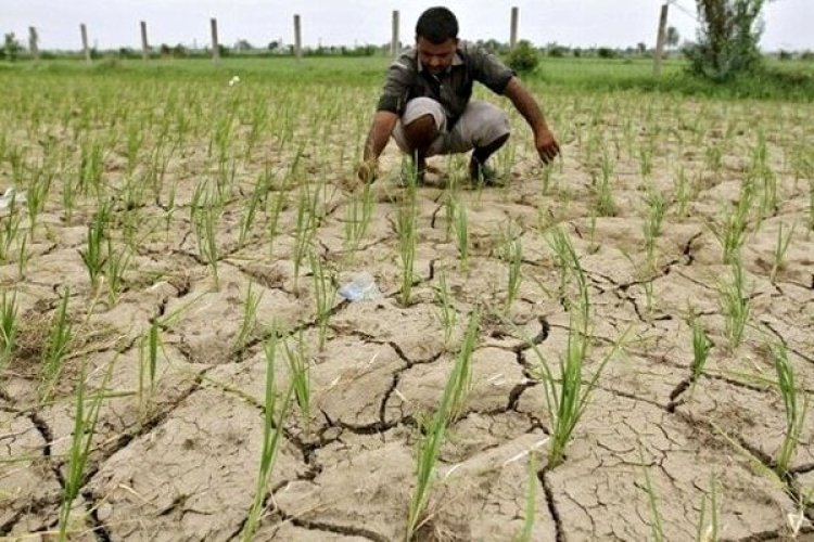 کشت برنج در خوزستان ممنوع است