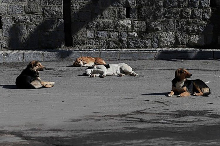 آخرین وضعیت  سگ‌های بلاصاحب در مناطق اطراف بوشهر