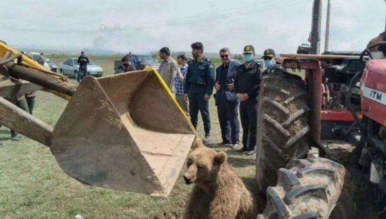 پس از پلنگ قائمشهر یک قلاده خرس هم در اردبیل تلف شد!