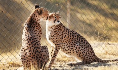 نوزادان یوز ایرانی متولد شدند