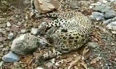پیدا شدن لاشه پلنگ در محدوده مرزی منطقه حفاظت شده تجن سرخس
