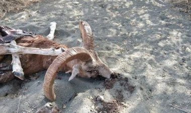 مرگ حیات وحش در بشاگرد