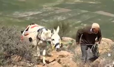 ببینید | پیرمردی که طی ۷۰ سال ۲۰۰۰ هکتار جنگل را احیا کرد