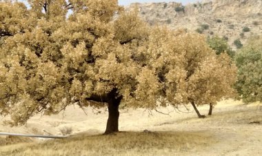 طغیان دوباره پروانه برگ خوار در  زاگرس