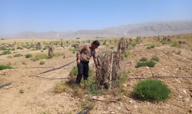 باغداران فسا، یارانه نهال گرفتند