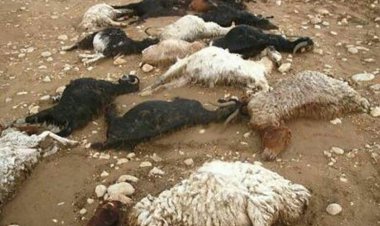 بیش از ۱۴ رأس گوسفند در ایذه بر اثر سانحه رانندگی تلف شدند