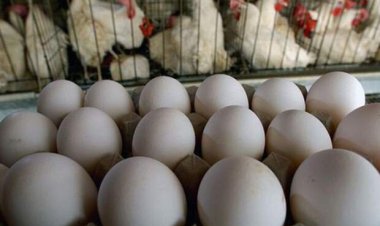 قیمت‌ جدید مرغ، تخم‌مرغ، روغن و لبنیات