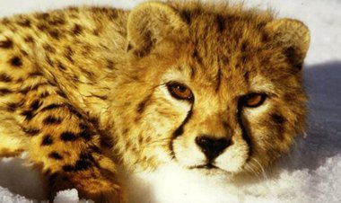 چرا ایران پسرانش را نمی‌پذیرد؟