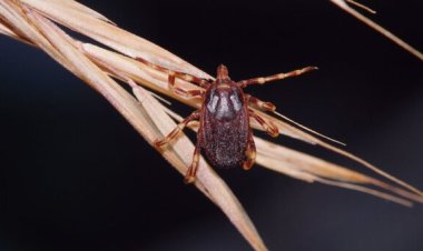 در فصل گرم، مراقب «تب کریمه کنگو» باشید