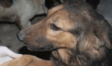 تماشاکنید| تمارض شگفت‌انگیز یک روباه به مرگ