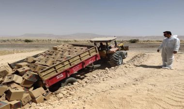 ببینید| هفت هزار کیلوگرم تخم مرغ فاسد در لارستان فارس معدوم شد