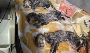 متهم پیدا شد؛ تحریم ها، عامل مرگ دومین توله «ایران»!