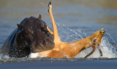 ببینید| سگ وحشی برای شکار ایمپالا به آب زد اما اسب آبی سر رسید