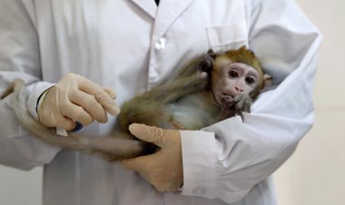 آبله میمون، بیماری جدیدی که موجب نگرانی شد