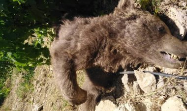 تلف شدن یک خرس  بر اثر تصادف