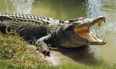 ببینید| لحظه تکان‌دهنده برق‌گرفتگی تمساح  حین شکار مارماهی!