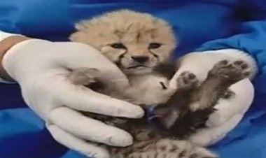 ببینید | اولین تصویر از توله‌ یوزپلنگ سوم در تهران