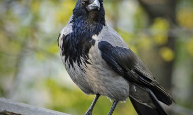 ببینید| تقلید صدای موشک توسط کلاغ‌های اوکراینی