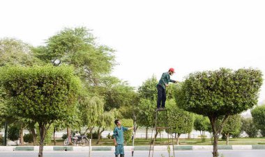 کنوکارپوس؛ مقاوم و سبز اما حساسیت‌زا
